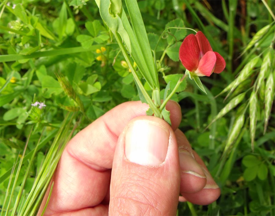 Lathyrus cicera / Cicerchia cicerchiella